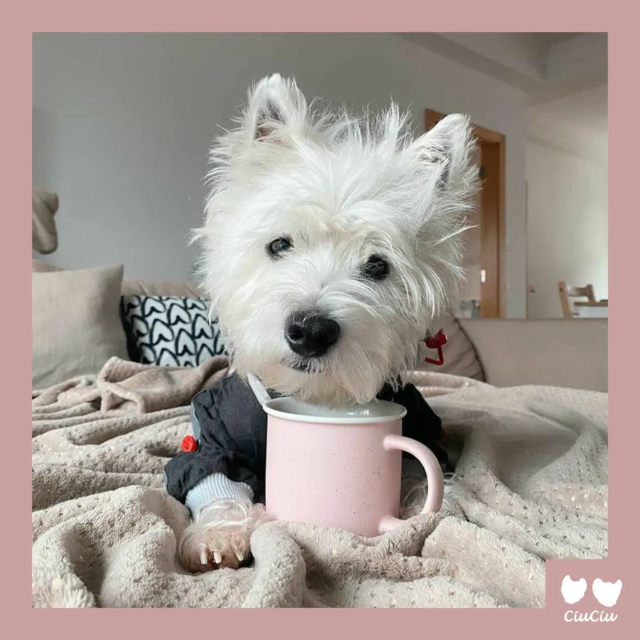 westie in linen overall aand cup of tea