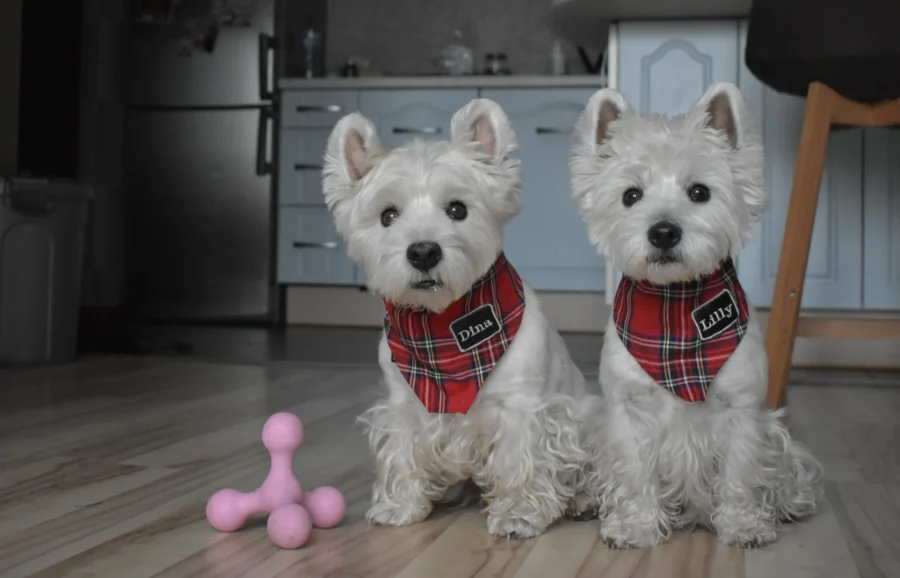 2 white dogs westies sitting together in home background and wearing red royal stewart plaid bandanas with embroidered reflective names Dina and Lilly