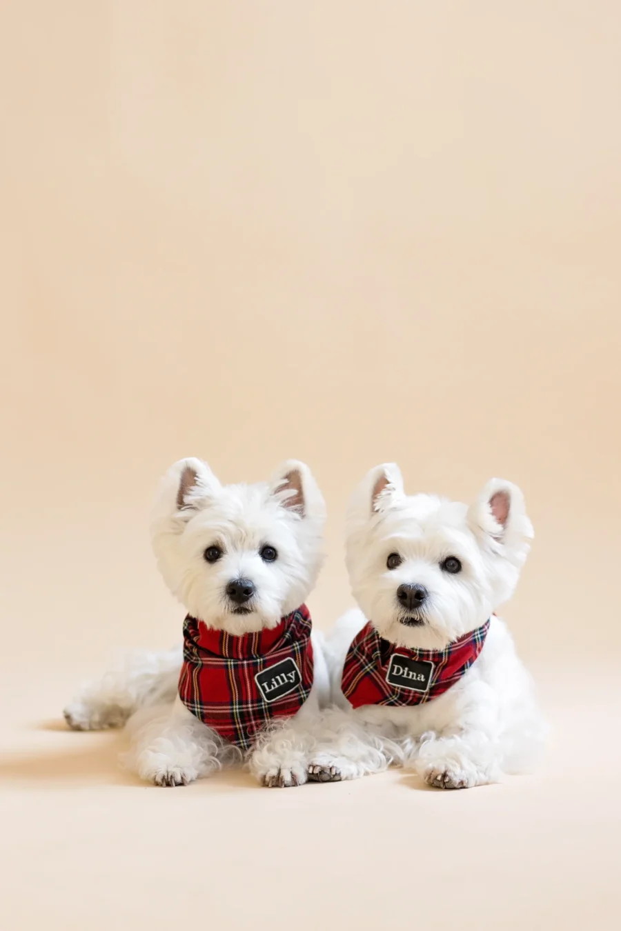 2 white dogs westies laying together in beige background and wearing red royal stewart plaid bandanas with embroidered reflective names Dina and Lilly