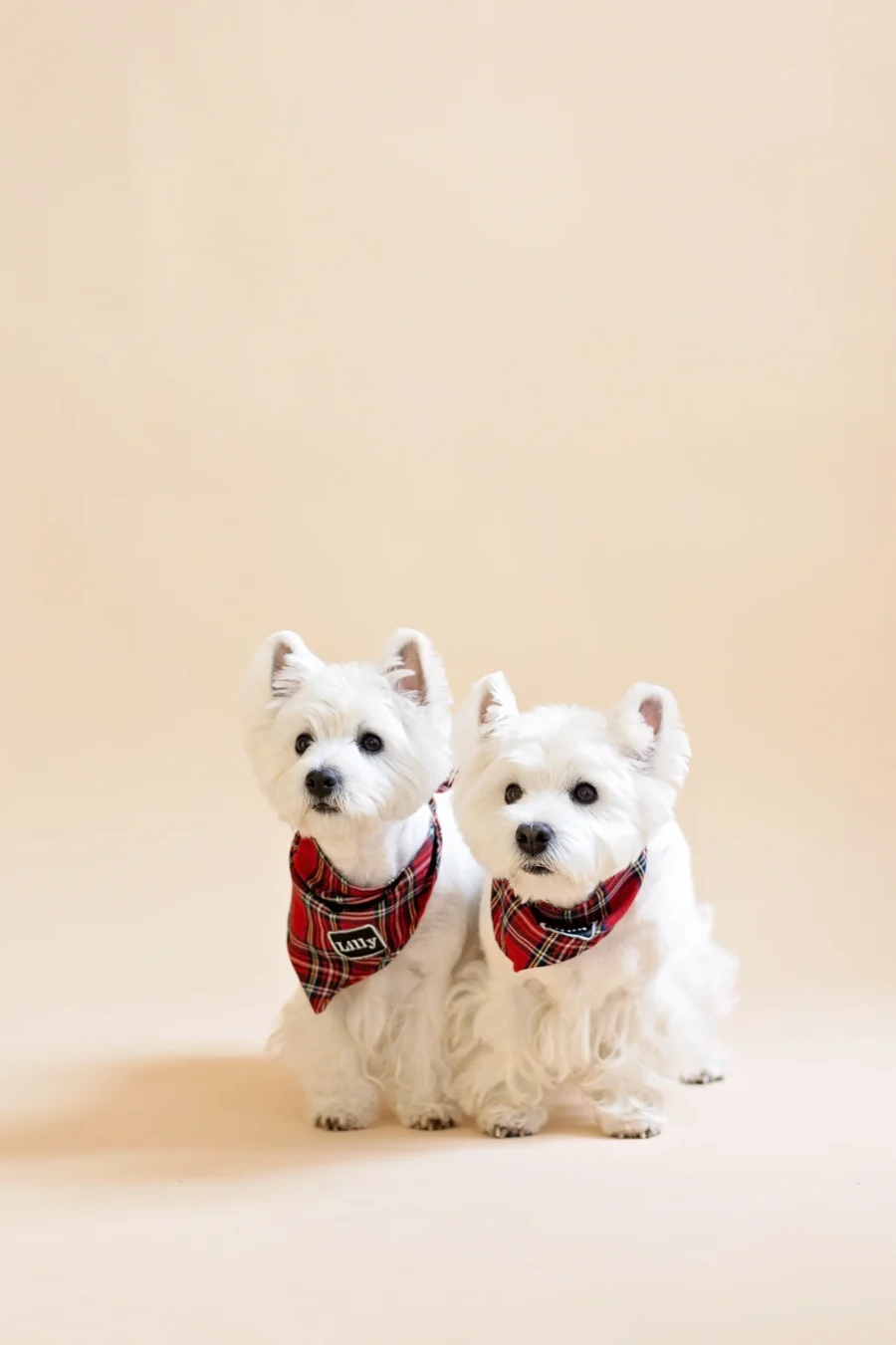 2 white dogs westies standing together in beige background and wearing red royal stewart plaid bandanas with embroidered reflective names Dina and Lilly