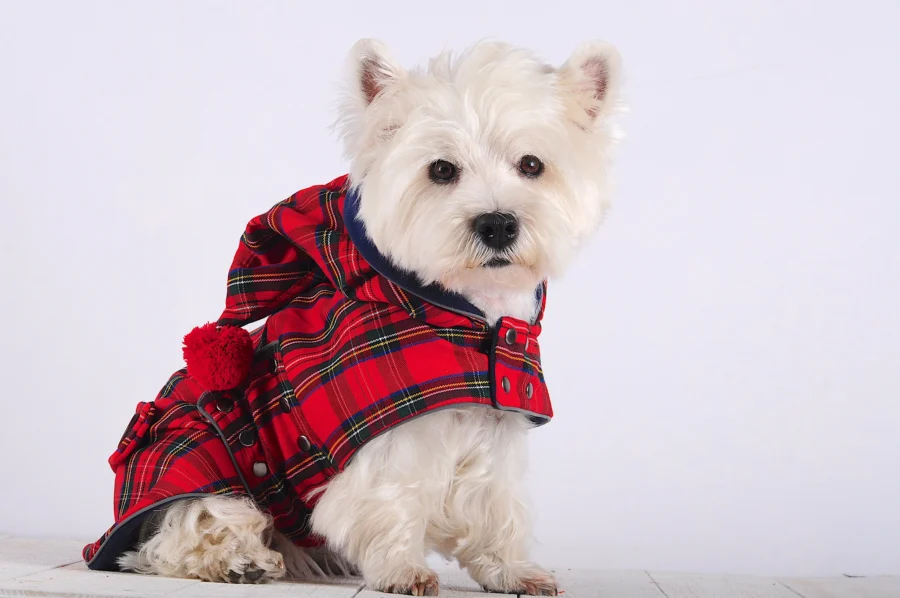 White Dog Westie sitting and looking wearing Warm Plaid Dog Coat with Cupid Hood made by ciuciu