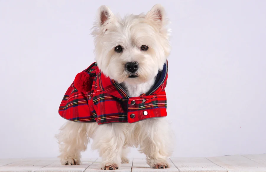 White Dog Westie standing and lookinfgwearing Warm Plaid Dog Coat with Cupid Hood made by ciuciu