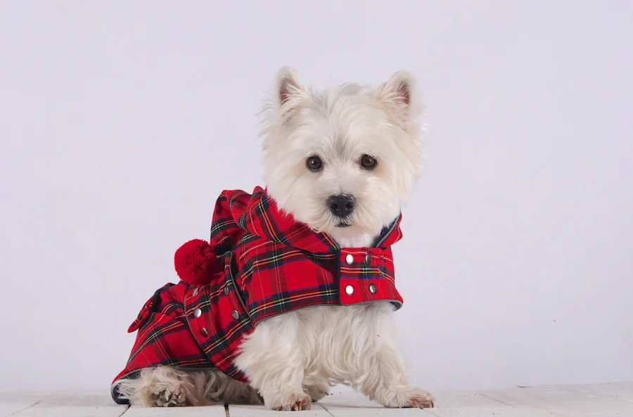 White Dog Westie sitting and looking wearing Warm Plaid Dog Coat with Cupid Hood made by ciuciu