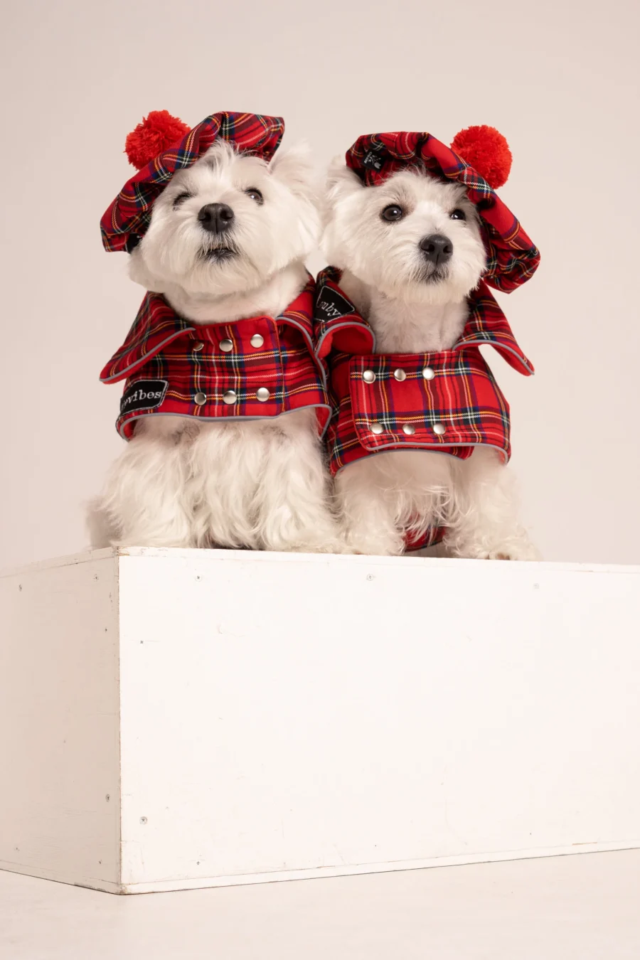 Westie sitting in beige background with head tilt wearing red plaid royal stewart christmas tam and plaid coats. ciuciu bestdograincoats