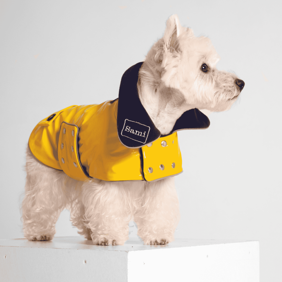 westie dog sitting and looking in solid grey background wearing yellow pvc or vinyl coat made by ciuciu