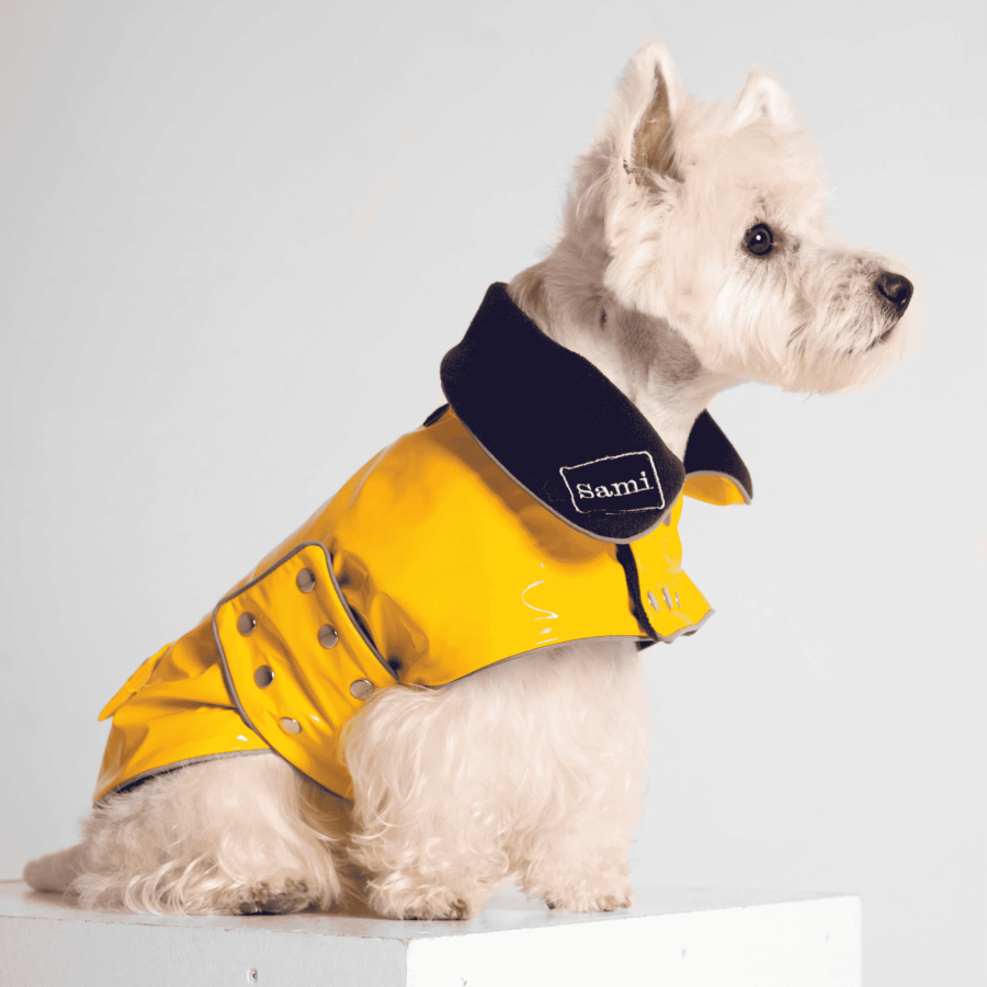 westie dog sitting and looking in solid grey background wearing yellow pvc or vinyl coat made by ciuciu