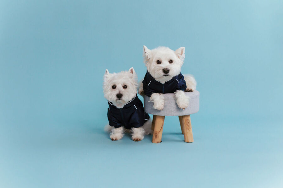 white dog in retro glow navy dog hoodie standing in fron with a hood on head, one eye almost covered