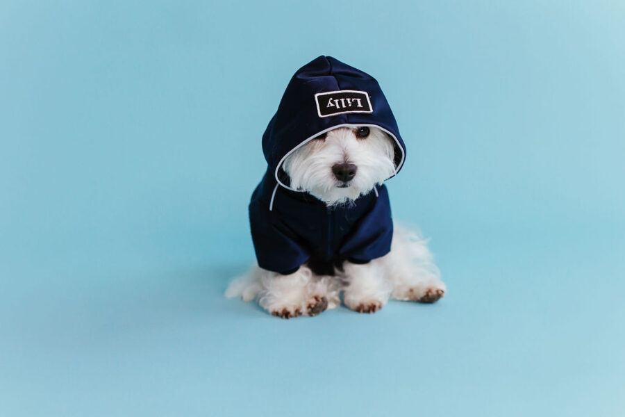 white dog in retro glow navy dog hoodie standing in fron with a hood on head, one eye almost covered