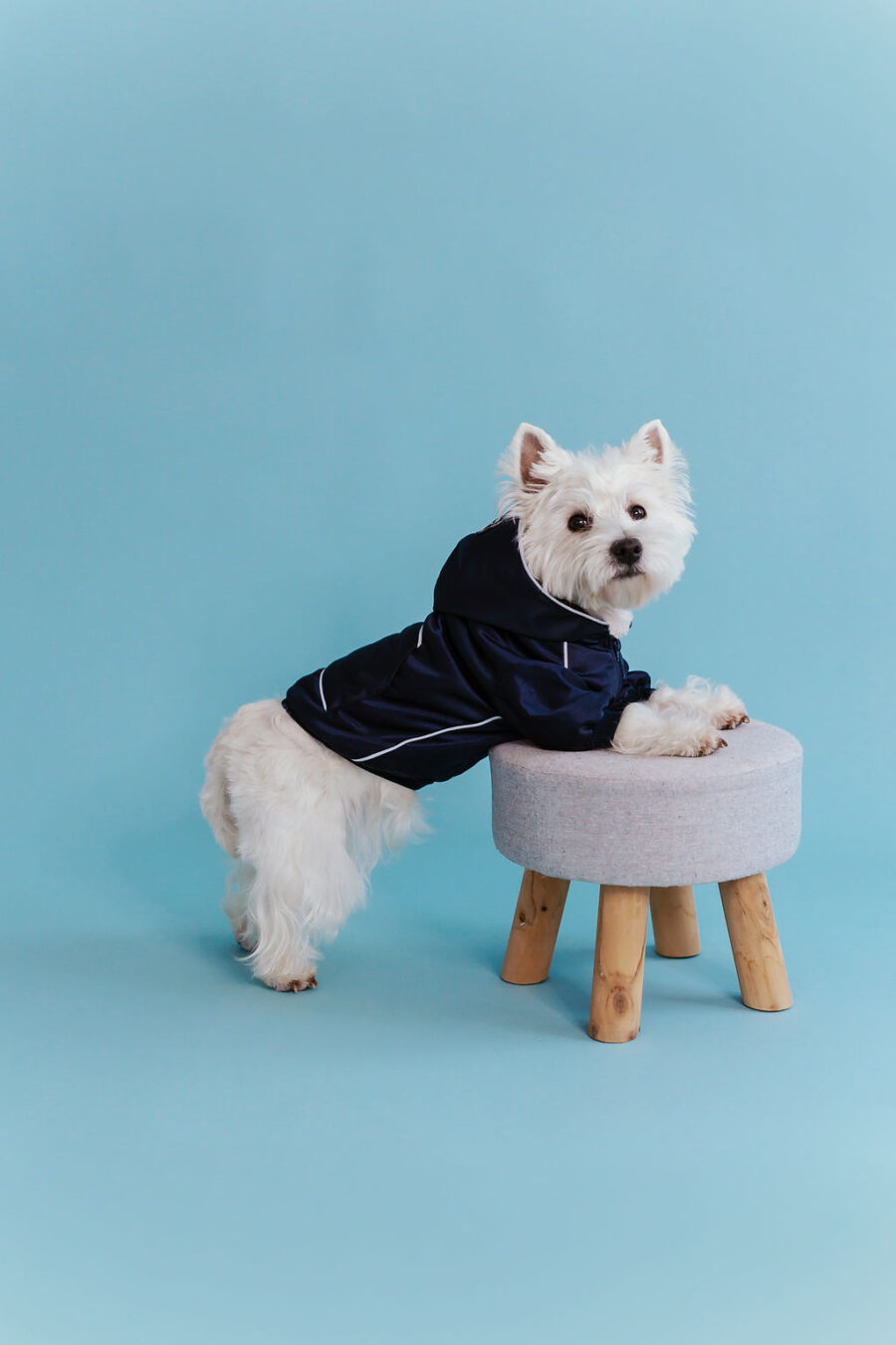 white dog in retro glow navy dog hoodie standing in fron with a hood on head, one eye almost covered