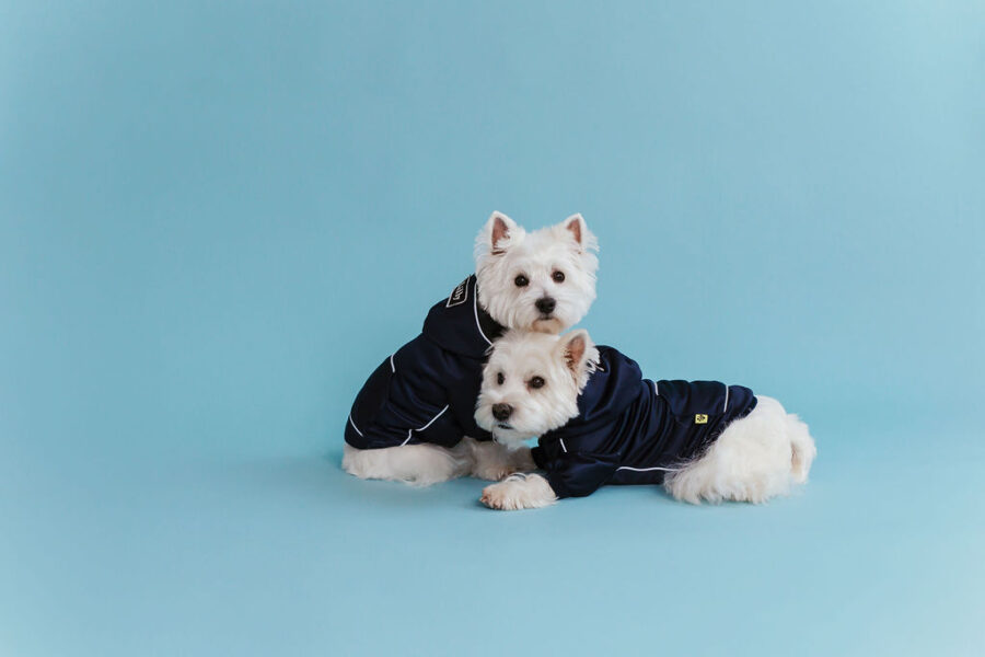 white dog in retro glow navy dog hoodie standing in fron with a hood on head, one eye almost covered