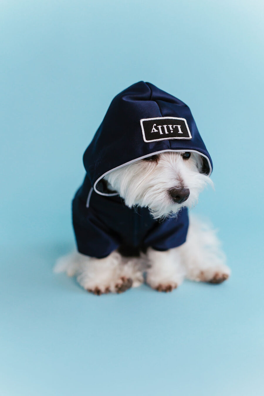 white dog in retro glow navy dog hoodie standing in fron with a hood on head, one eye almost covered