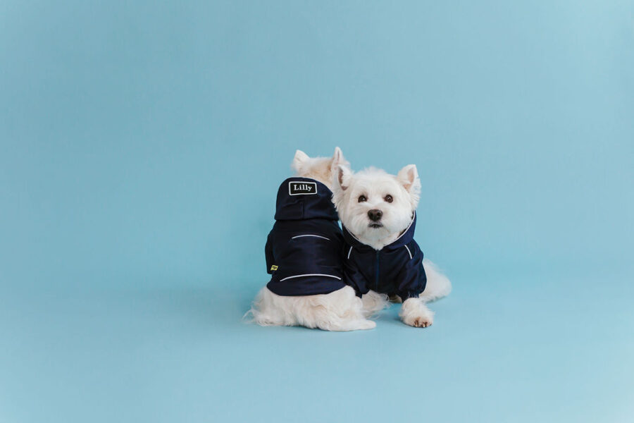 white dog in retro glow navy dog hoodie standing in fron with a hood on head, one eye almost covered