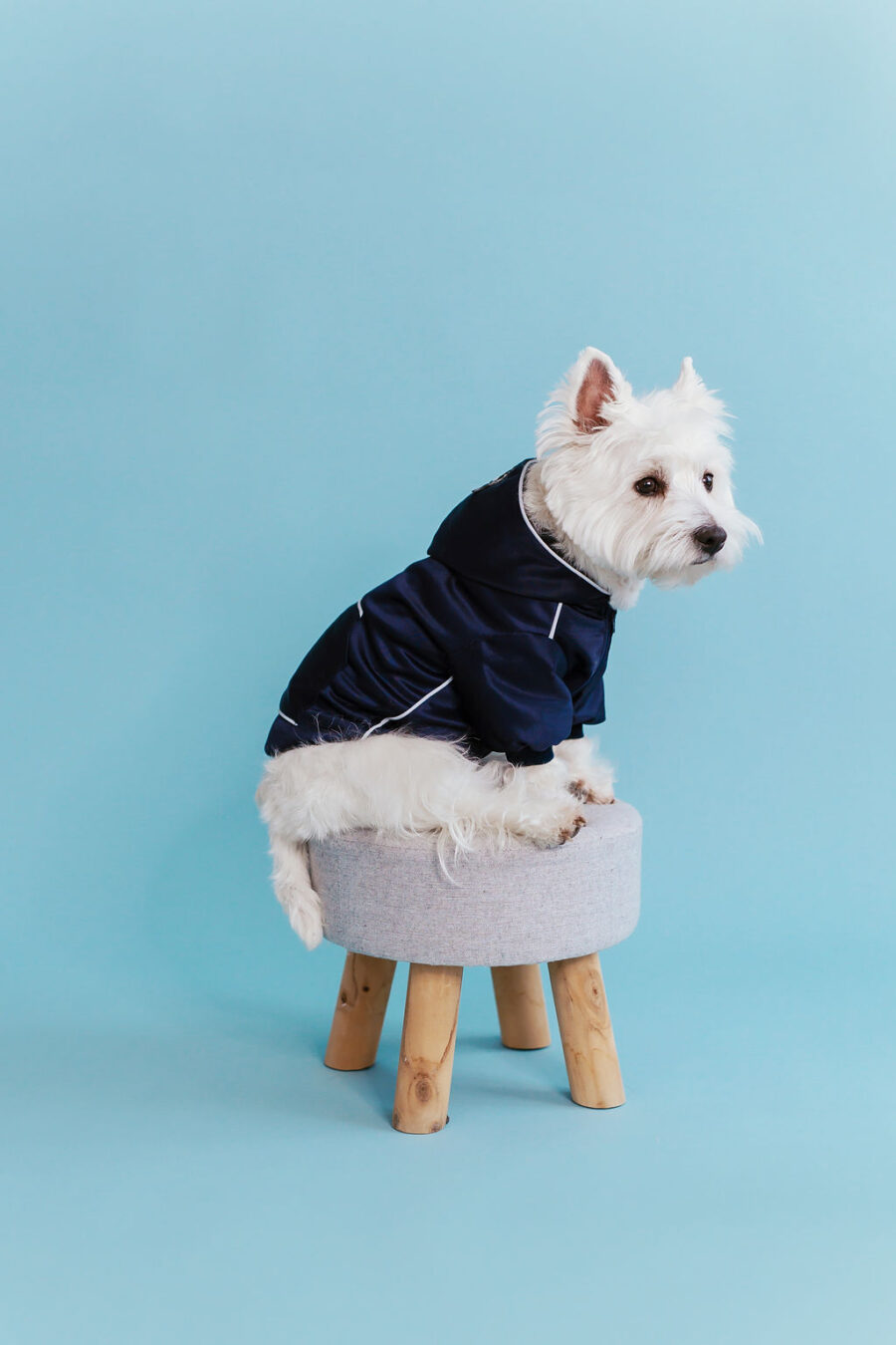 white dog in retro glow navy dog hoodie standing in fron with a hood on head, one eye almost covered