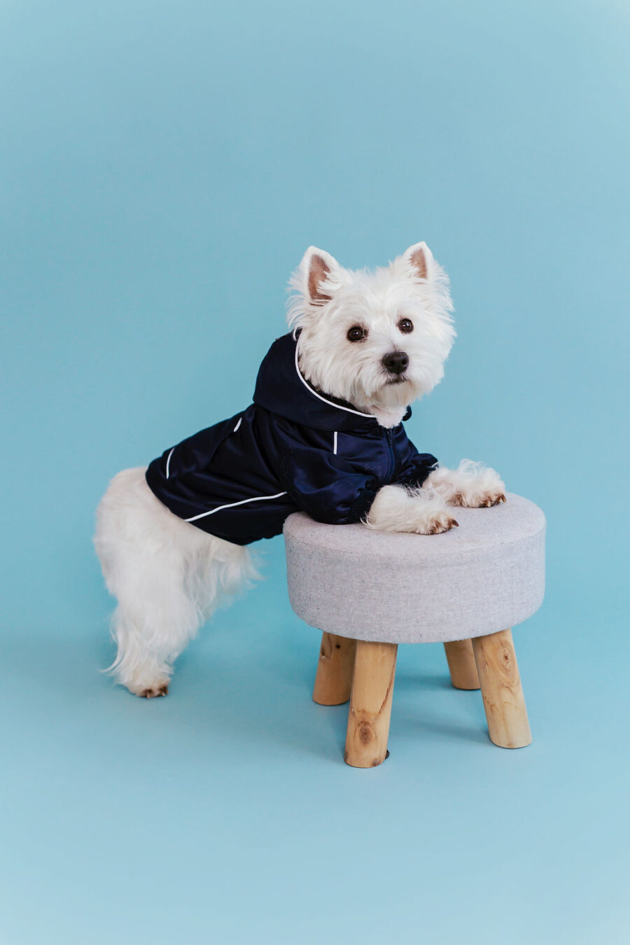 white dog in retro glow navy dog hoodie standing in fron with a hood on head, one eye almost covered