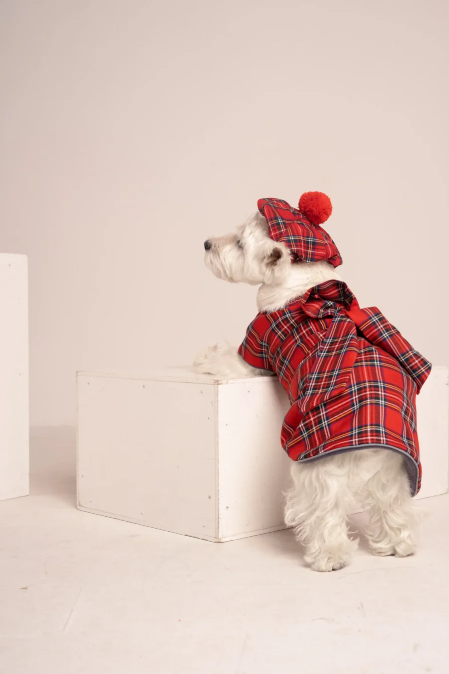 white dog in red scottish dog plaid coat dress and dog cap ciuciu