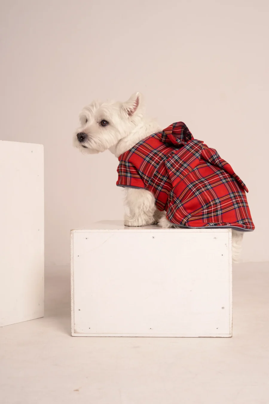 White dog westie sitting in a scottish dog plaid coat dress with a bow