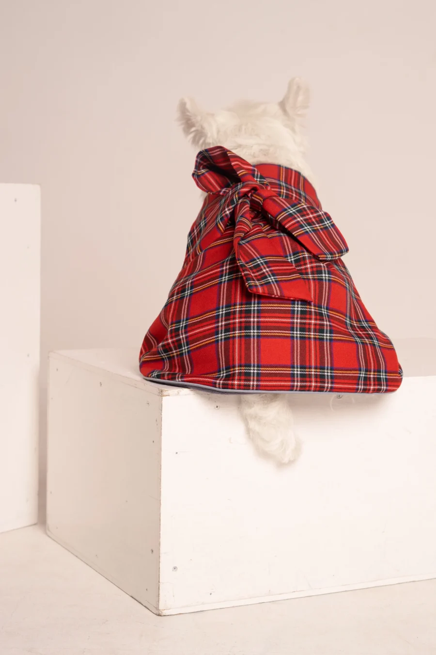 White dog westie standing backwards in a scottish dog plaid coat dress with a bow