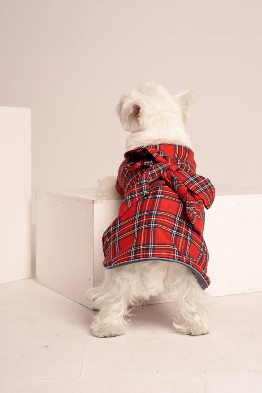 White dog westie standing backwards in a scottish dog plaid coat dress with a bow