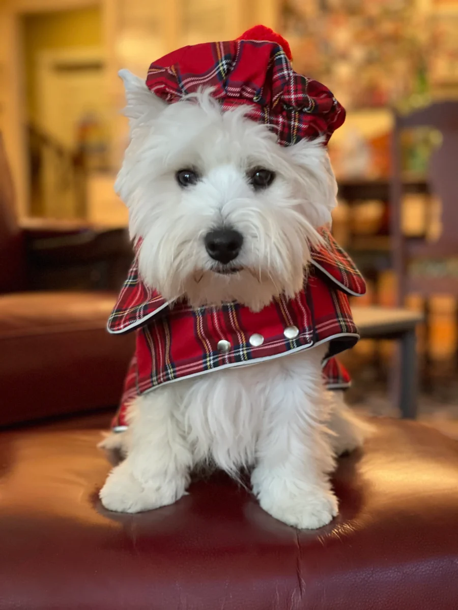 Westie sitting in beige background with head tilt wearing red plaid royal stewart christmas tam and plaid coats. ciuciu bestdograincoats