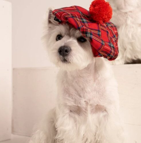 Westie sitting in beige background with head tilt wearing red plaid royal stewart christmas tam. ciuciu bestdograincoats