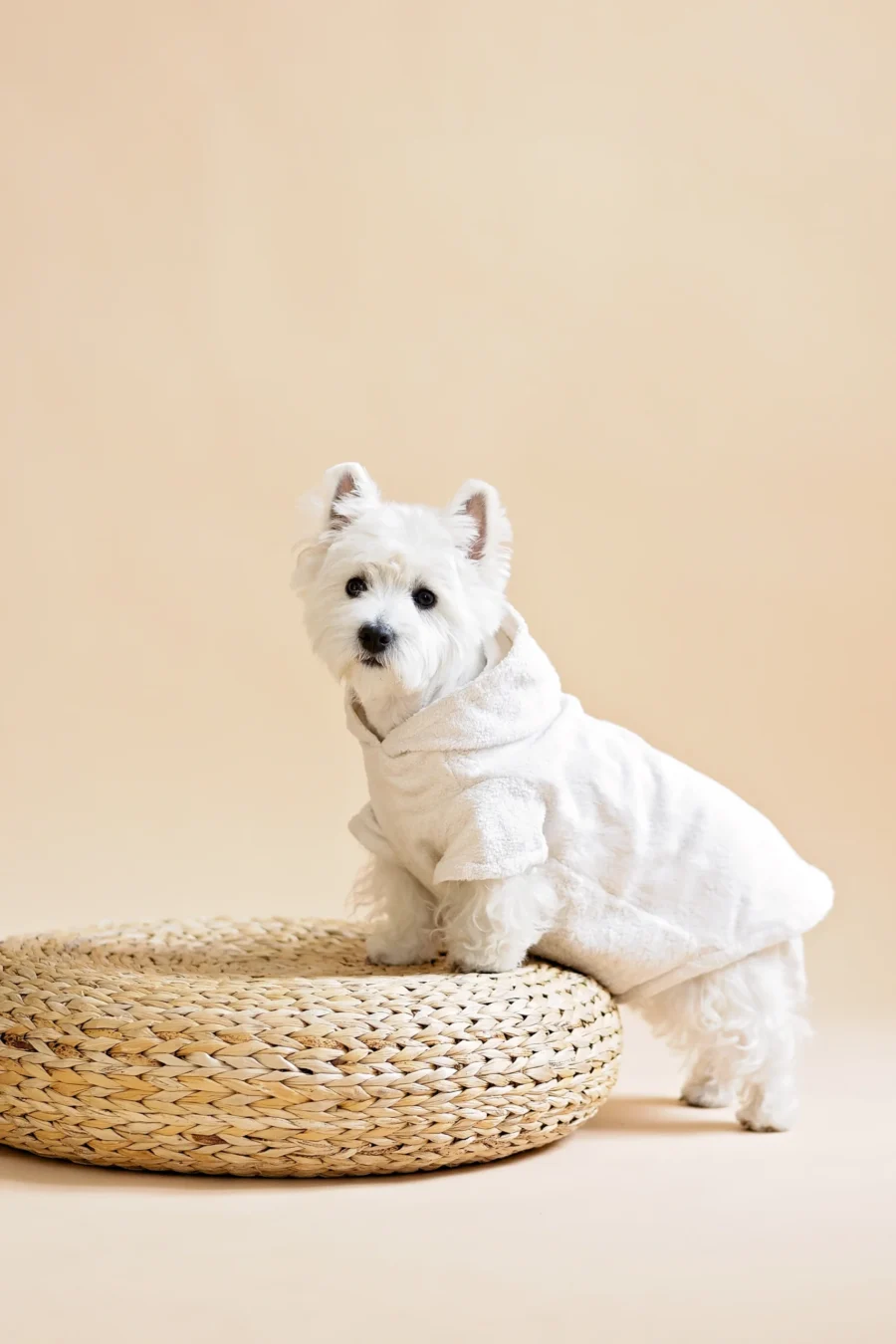 white dog wearing white bathrobe and standing on wooden puff sideways