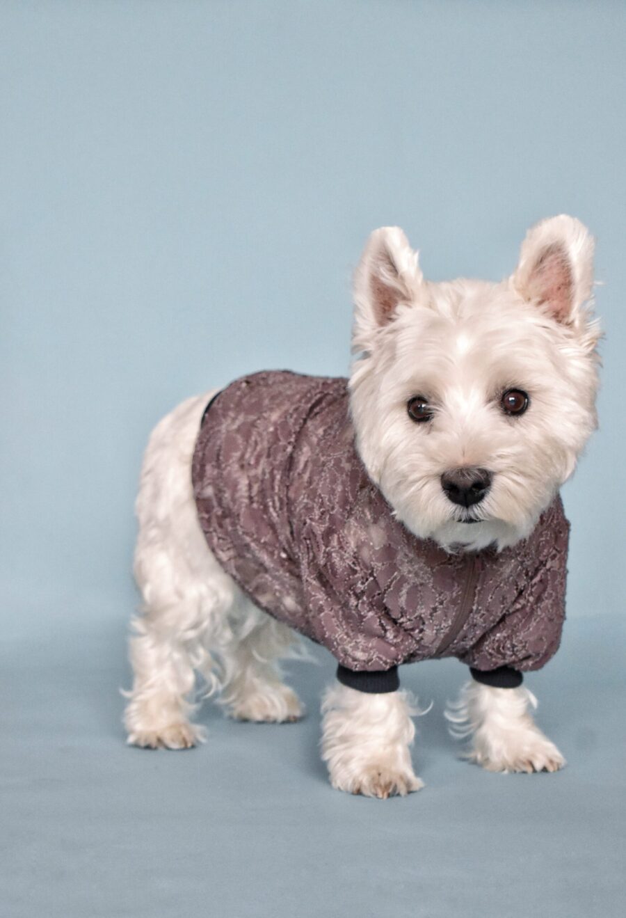 white dog, west highland white terrier standing and looking at camera, behind dog is blue solid background. dog is wearing brown lace dog tshirt made by ciuciu