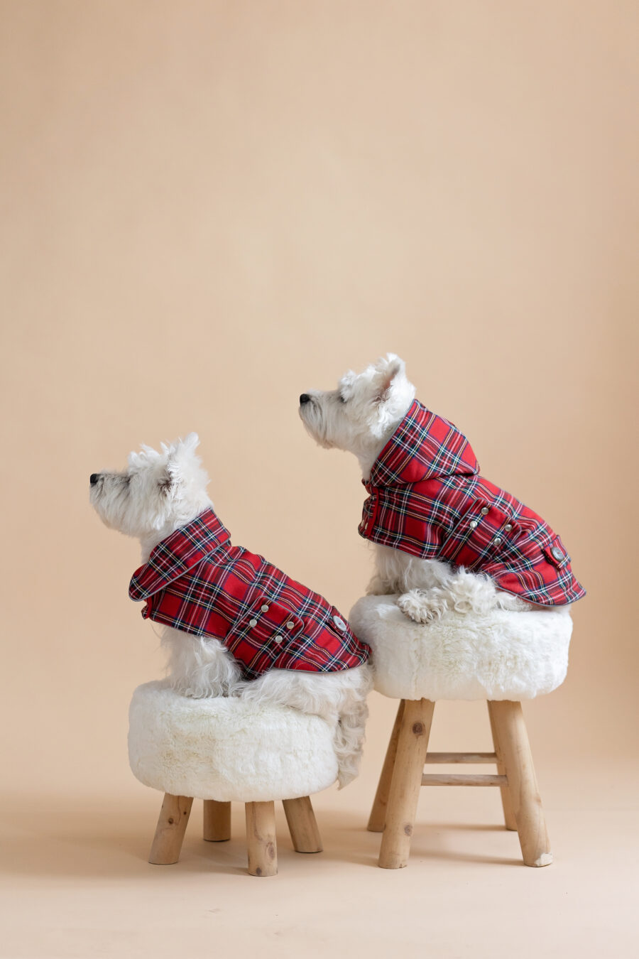 Two white dogs sitting on fur chairs wearing Waterproof Dog Coats With Plaid Hood or Collar