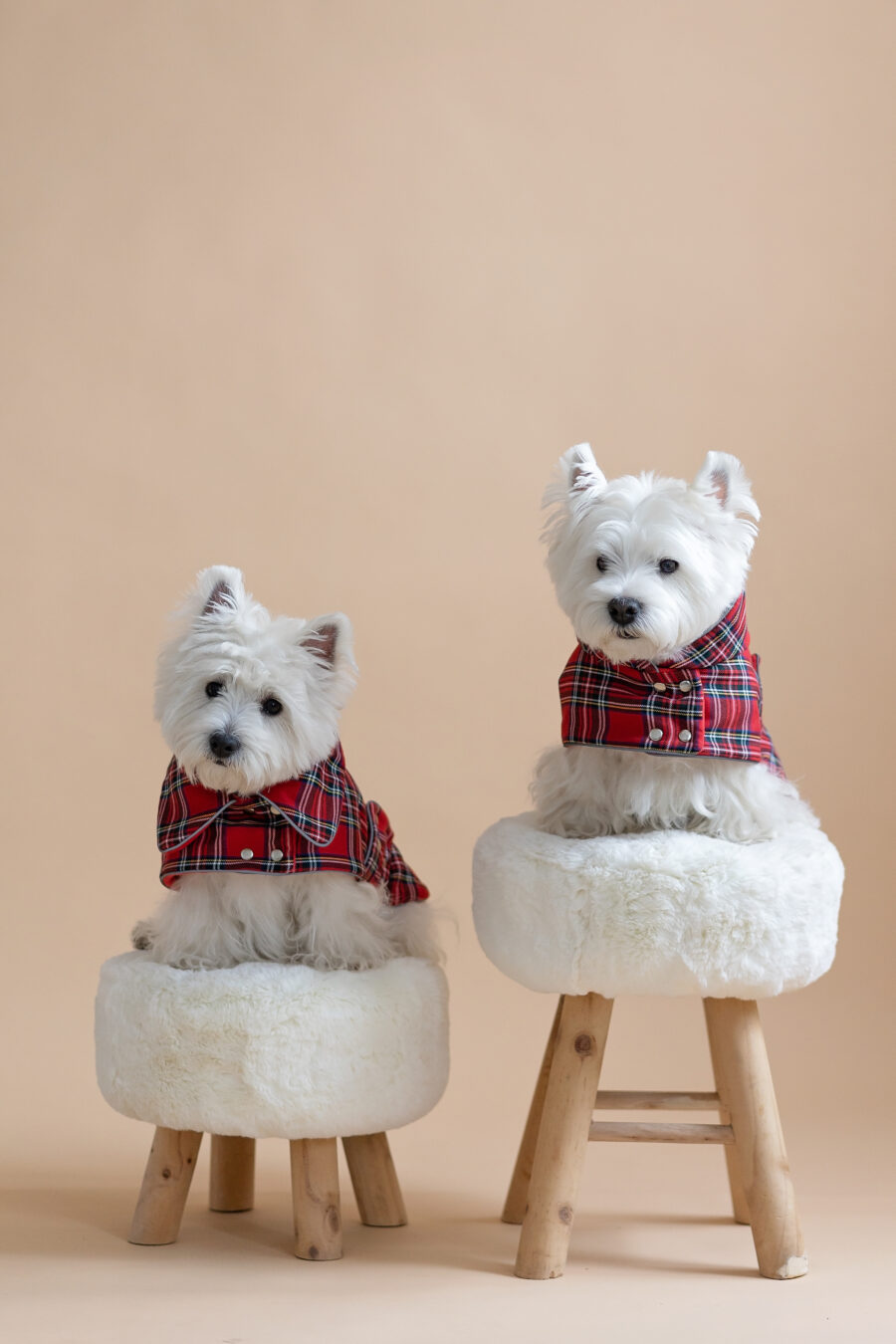 Two white dogs sitting on fur chairs wearing Waterproof Dog Coats With Plaid Hood or Collar