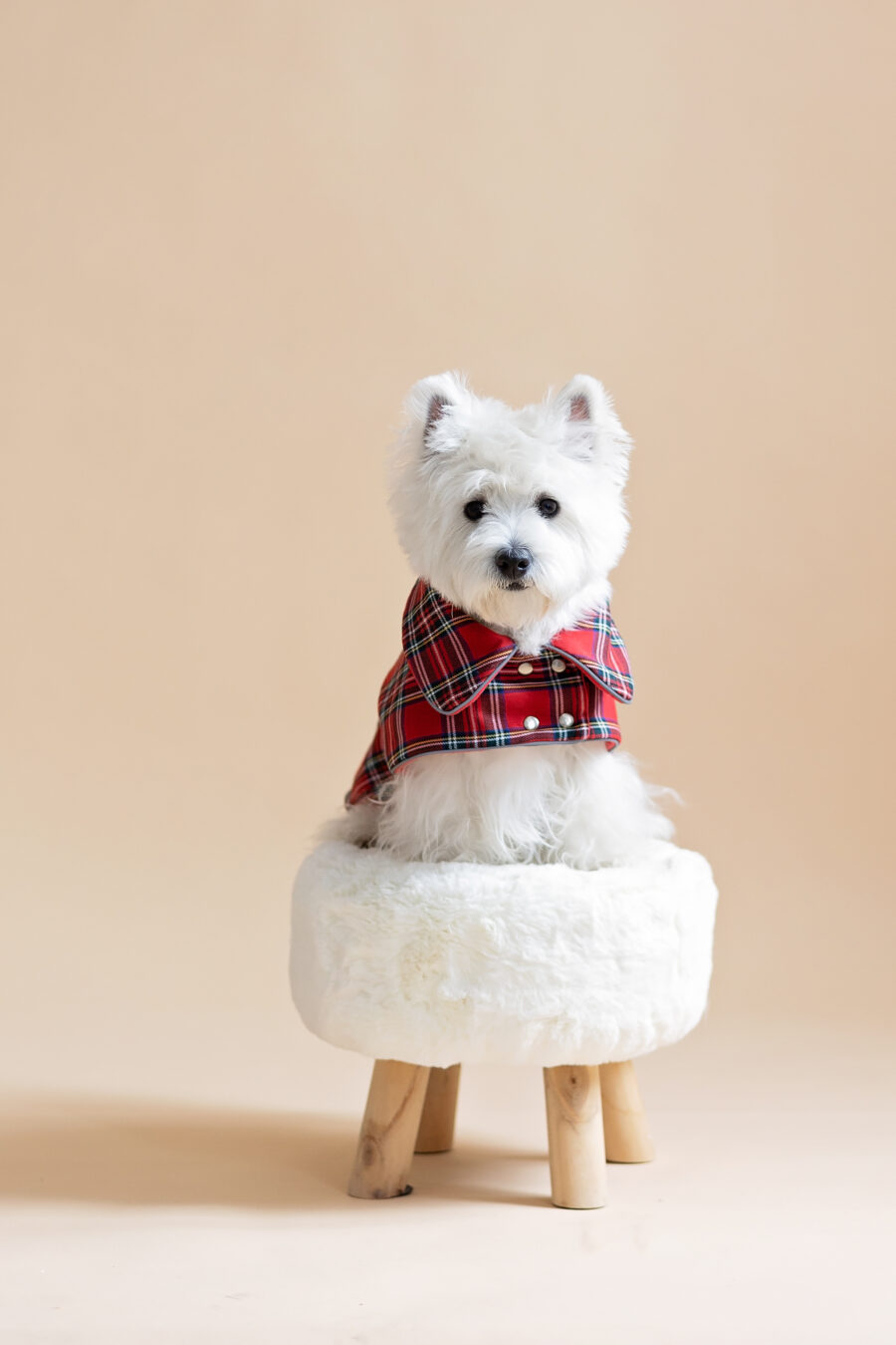 White dog sitting on fur chair wearing Plaid Dog Coat-CiuCiu Bestdograincoats