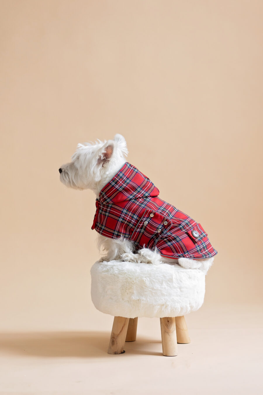 White dog sitting on fur chair wearing Plaid Dog Coat-CiuCiu Bestdograincoats