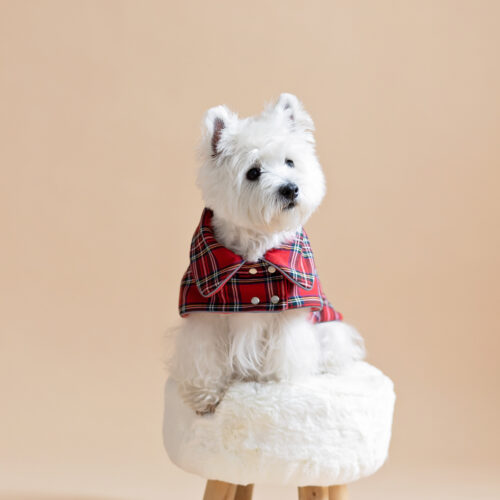 White dog sitting on fur chair wearing Plaid Dog Coat-CiuCiu Bestdograincoats