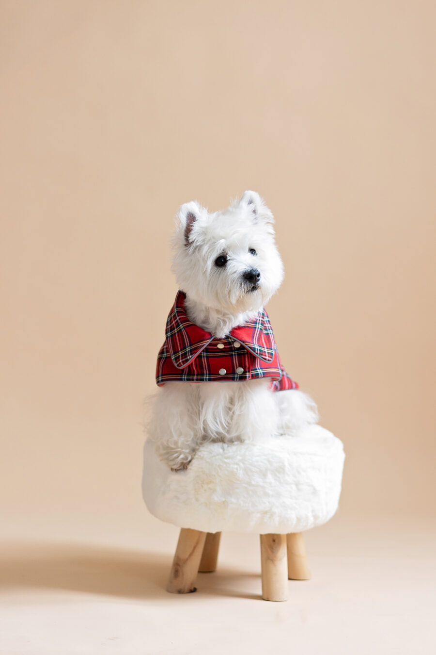 White dog sitting on fur chair wearing Plaid Dog Coat-CiuCiu Bestdograincoats