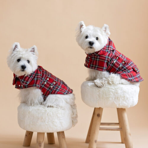 Two white dogs sitting on fur chairs wearing Waterproof Dog Coats With Plaid Hood or Collar