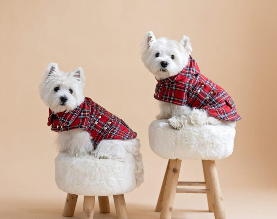 Two white dogs sitting on fur chairs wearing Waterproof Dog Coats With Plaid Hood or Collar