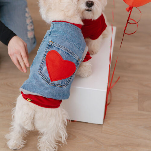 White dog wearing recycled jeans dog vest and red turtle neck tshirt