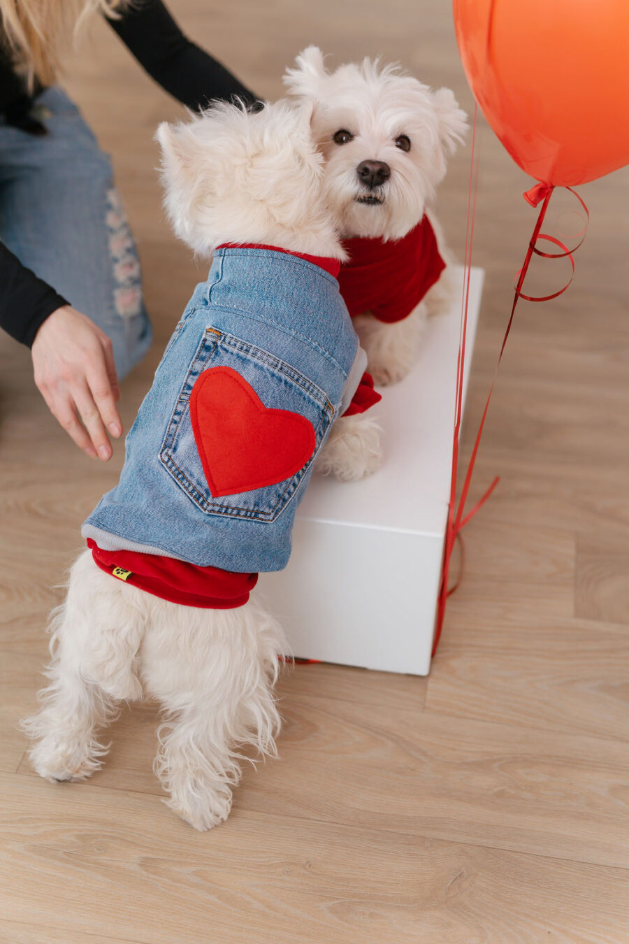 White dog wearing recycled jeans dog vest and red turtle neck tshirt