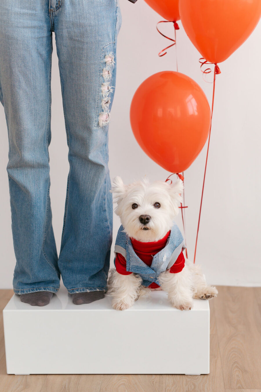 White dog standing between girls legs and looking into camera wearing recycled jeans dog vest and red turtle neck tshirt