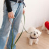 Girl in blue jeans holding biothane leash and westie dog is standing next to her looking at her