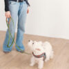 Girl in blue jeans holding biothane leash and westie dog is standing next to her looking at her