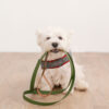 Westie dog sitting with a biothane leash holding in mouth