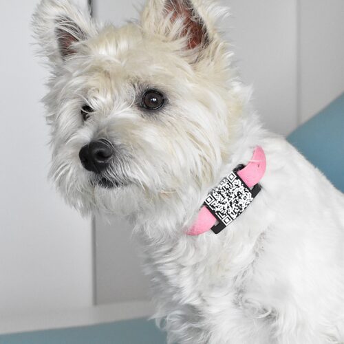 Westie White Dog looking not to camera and has a pink collar with qr code tag as business card for dog