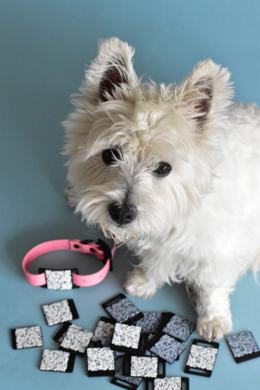 Westie White Dog looking to camera and has a pink collar with qr code tag as business card for dog, alot of qr codes around the dog