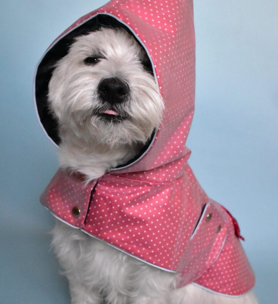 Polka Dotty dwarfs transparent dog coat and westie