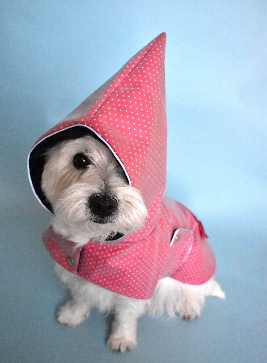 Westie sittin in blue background and wears transparent polak dotty red dog coat in dwarfs hood