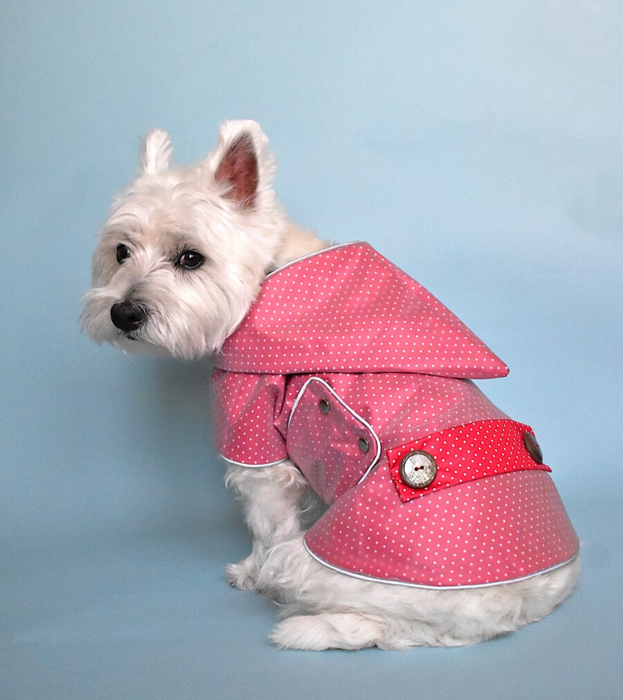 Westie sittin in blue background and wears transparent polak dotty red dog coat in dwarfs hood