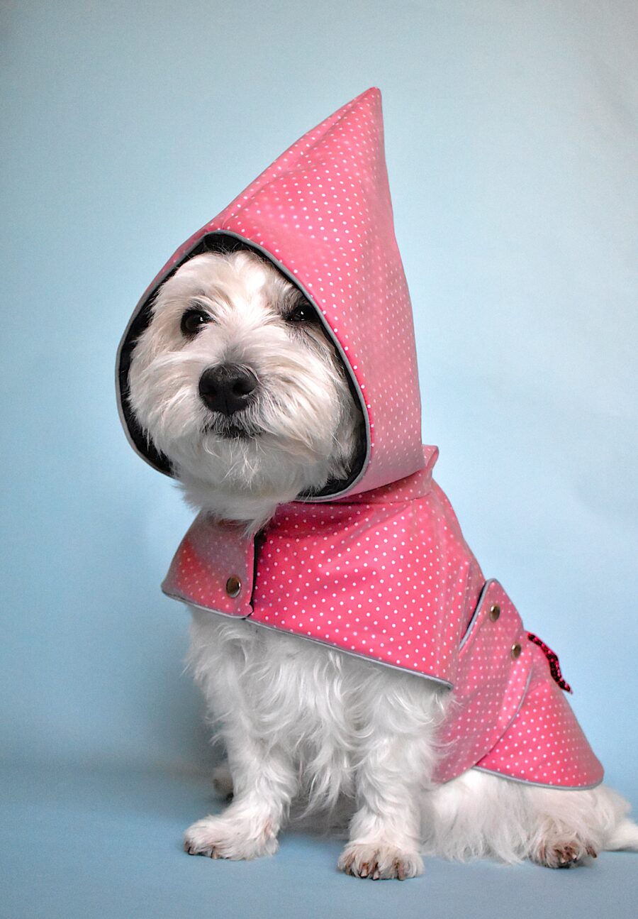 Westie sittin in blue background and wears transparent polak dotty red dog coat in dwarfs hood