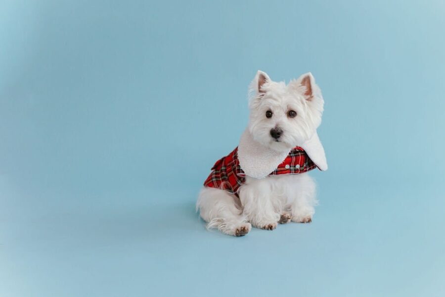 plaid-dog-coat-with-white-collar-bestdograincoats-westie-custom-clothes