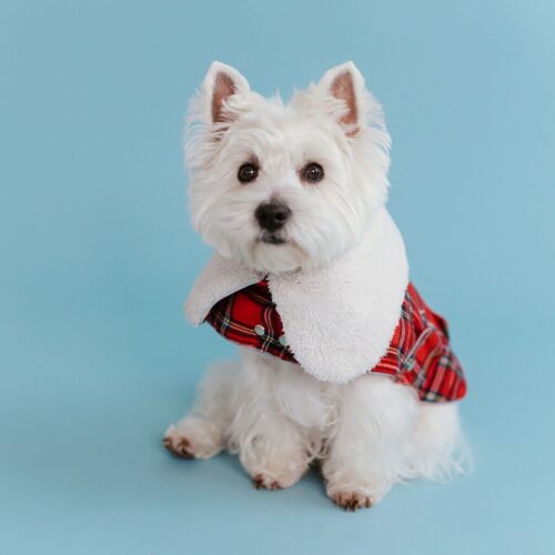 plaid-dog-coat-with-white-collar-bestdograincoats-westie-custom-clothes