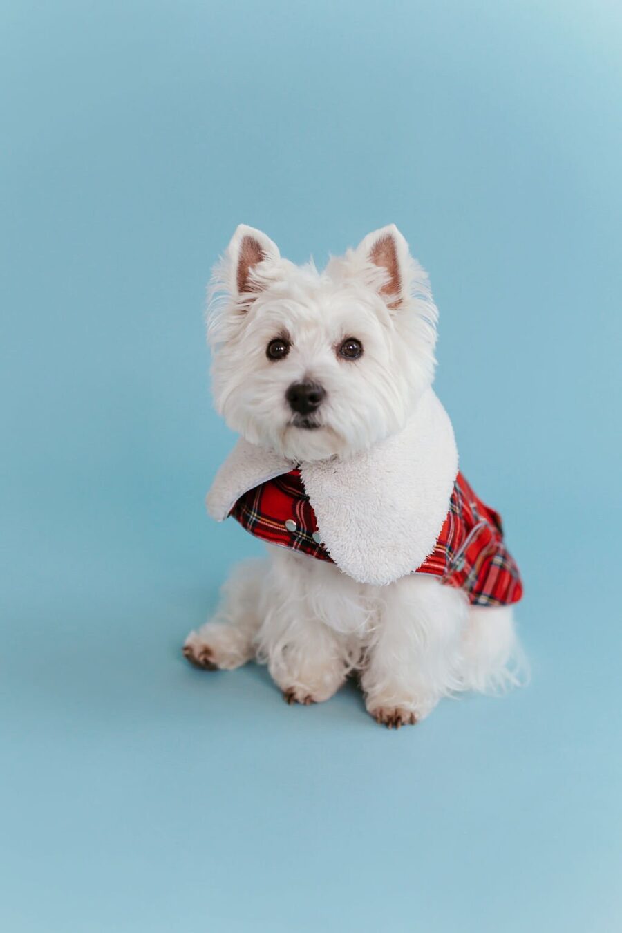 plaid-dog-coat-with-white-collar-bestdograincoats-westie-custom-clothes