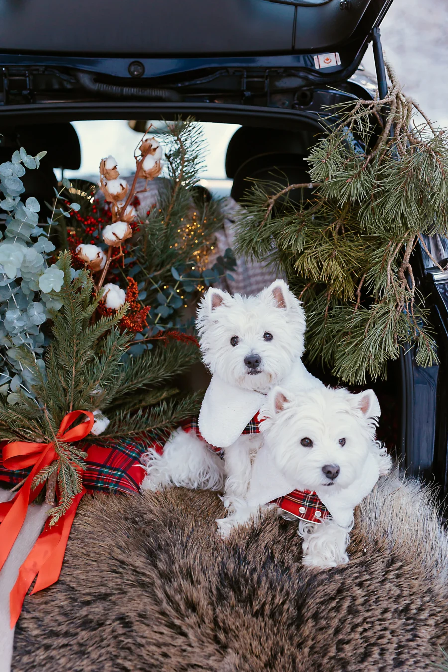 plaid-dog-coat-with-white-collar-bestdograincoats-westie-custom-clothes